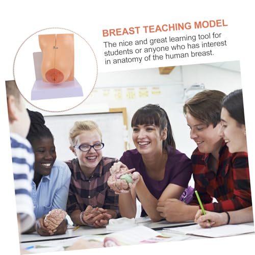 Sosoport 1 Stück Weibliches Brust Anatomiemodell aus Anatomisches Modell für Medizinstudenten und Pflegeausbildung für und Trainingsinstitutionen Sosoport 1 Stück Weibliches Brust Anatomiemodell aus Anatomisches Modell für Medizinstudenten und Pflegeausbildung für und Trainingsinstitutionen von Sosoport