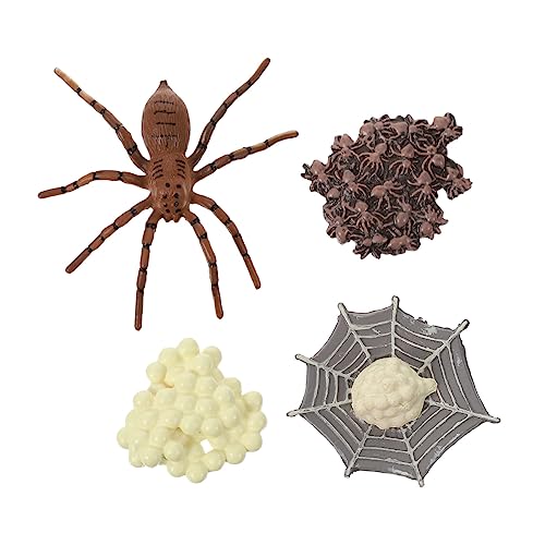 Sosoport 1Satz Arthropoden Lebenszyklus Modell für Spinnenwachstumszyklus Tierisches aus Hochwertigem Lehrreiche Dekoration für Kreative von Sosoport