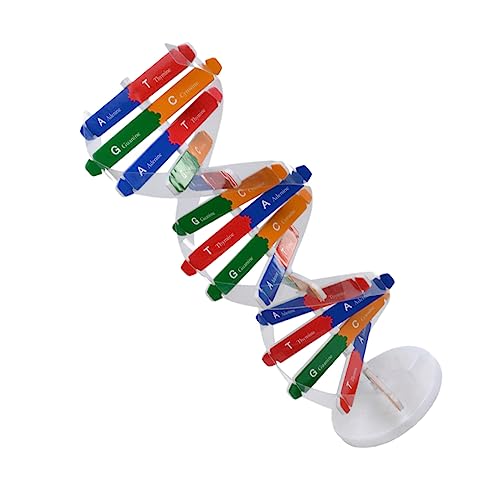Sosoport 1Satz DNA Modell Doppelhelix Wissenschaftliche Lehrhilfe für Interaktives Lernspielzeug für Pädagogisches DIY Modell für Schule und Zuhause Experimente von Sosoport