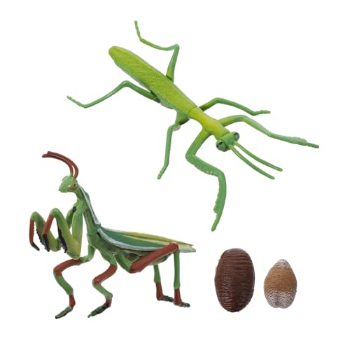 Sosoport 1Satz Mantis Wachstumszyklus Figur Realistisches Insektenlebenszyklus Modell für Pädagogisches Insektenkenntnis Kunststoffmantel Lebenszyklus für Frühes Sosoport 1Satz Mantis Wachstumszyklus Figur Realistisches Insektenlebenszyklus Modell für Pädagogisches Insektenkenntnis Kunststoffmantel Lebenszyklus für Frühes von Sosoport