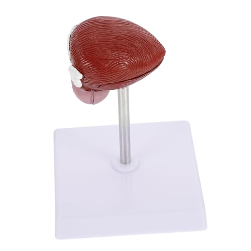 Sosoport 1Stück Anatomisches Modell Menschlichen Blase Teiliges Lehrmittel für Anatomische für Unterricht und Medizinische Ausbildung Leicht und Tragbar von Sosoport
