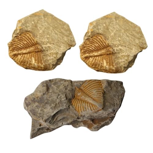 Sosoport 3 Stück Teiliges Trilobiten Fossilien Präparierte Paläontologie Modelle Dekorative Sammlerstücke für Tisch und Natürliche Farbvariationen Edukative Dekoration Sosoport 3 Stück Teiliges Trilobiten Fossilien Präparierte Paläontologie Modelle Dekorative Sammlerstücke für Tisch und Natürliche Farbvariationen Edukative Dekoration von Sosoport