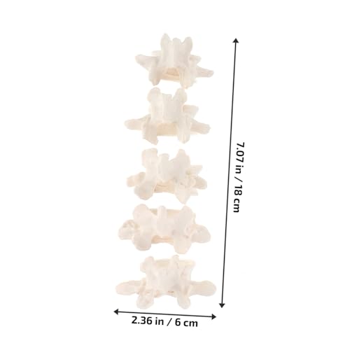 Sosoport Anatomie Modell der Menschlichen Lendenwirbelsäule Abnehmbare Lumbar Wirbel Anschauliches Lehrmittel für Medizinische Ausbildung und Klinik Detailliertes Wirbelsäulen von Sosoport