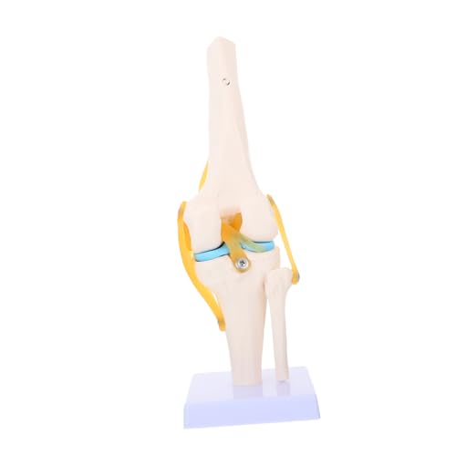 Sosoport Anatomisches Funktionsmodell für Medizinische Lehre Leicht und Bruchsicher für Anatomische Studien und Patientenaufklärung von Sosoport