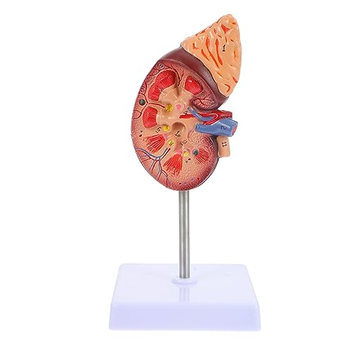 Sosoport Anatomisches Lehrdisplay für Anatomieunterricht Abnehmbarem Design für Medizinische Fakultäten Sosoport Anatomisches Lehrdisplay für Anatomieunterricht Abnehmbarem Design für Medizinische Fakultäten von Sosoport
