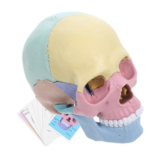Sosoport Anatomisches Schädelmodell Abnehmbares Lernspielzeug für Bildung und Realistische Darstellung des Menschlichen Schädels für Anatomieunterricht von Sosoport