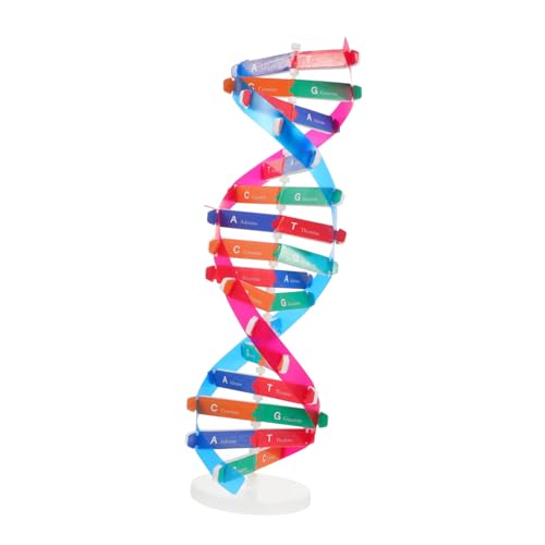 Sosoport DNA Modell Baukasten Wissenschaftliche Unterrichtshilfe Für Interaktives Lernspielzeug Zur Erforschung Der Doppelhelixstruktur Pädagogisches Experimentierset von Sosoport