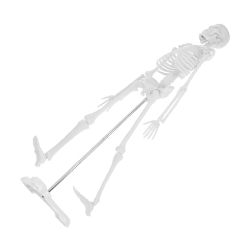 Sosoport Human Skeleton Modell Anatomisch Detailliertes Lernmodell für Schüler und Medizinische Ausbildung Realistische Knochenstruktur Leicht zu Reinigen Langlebig von Sosoport