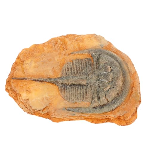 Sosoport Paläontologisches Insektenexemplar Dekoratives Fossilornament Kompaktes Lehrinsekt für Wissenschaftlichen Unterricht Vielseitig Sammelbar und Tragbar Geeignet für Naturkunde und Sosoport Paläontologisches Insektenexemplar Dekoratives Fossilornament Kompaktes Lehrinsekt für Wissenschaftlichen Unterricht Vielseitig Sammelbar und Tragbar Geeignet für Naturkunde und von Sosoport