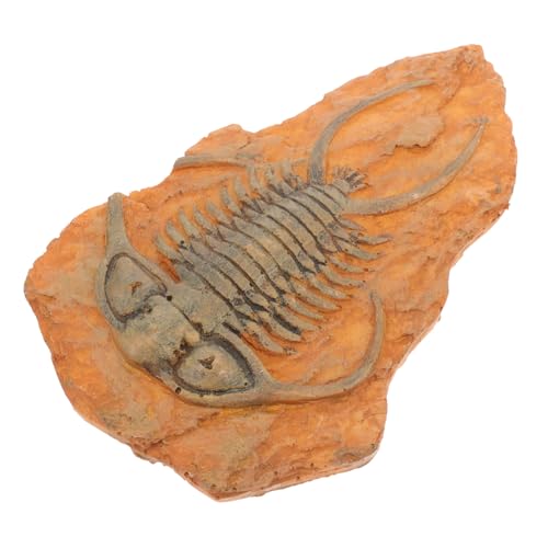 Sosoport Paleontologische Insekten dekoration Ornament Leicht Tragbar für Unterricht Sammlung und Raumgestaltung Geeignet von Sosoport