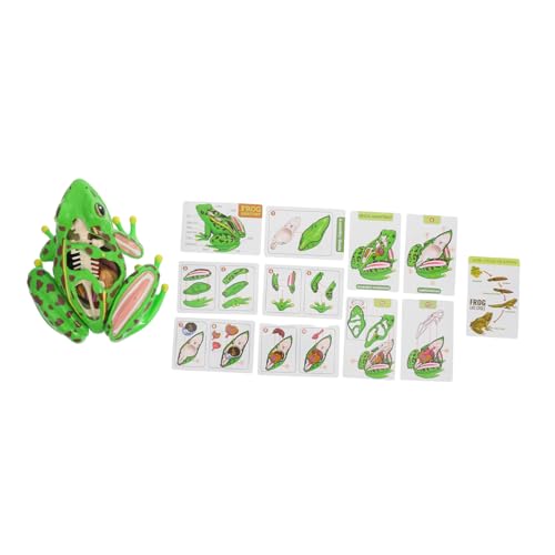 Sosoport Realistisches Frosch seziermodell mit Abnehmbaren Teilen Pädagogisches Puzzle skelett für Biologiestudium Interaktives Lernspielzeug Beobachtungs Denkfähigkeiten bei Kindern Sosoport Realistisches Frosch seziermodell mit Abnehmbaren Teilen Pädagogisches Puzzle skelett für Biologiestudium Interaktives Lernspielzeug Beobachtungs Denkfähigkeiten bei Kindern von Sosoport