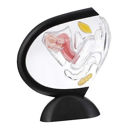Sosoport Transparentes Uterusmodell aus Medizinisches Schulungsmodell Weiblichen Fortpflanzungsorgane für und Lehre Hochrealistische Details Sosoport Transparentes Uterusmodell aus Medizinisches Schulungsmodell Weiblichen Fortpflanzungsorgane für und Lehre Hochrealistische Details von Sosoport