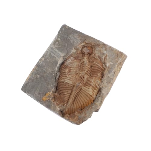 Sosoport Trilobiten Fossilstein als Lehr Sammlerstück Original Versteinert Robustes Fossilienexemplar für Bildung und Dekoration zu Hause Büro Labor für Sammler von Sosoport