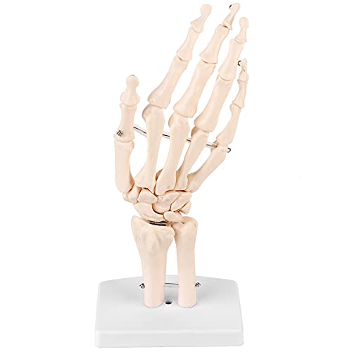 Spacnana Lebensgröße Menschliches Handskelettmodell, Anatomisches Studienunterrichtsinstrument mit Begrenzter Flexibilität für Schulen Gesundheitserziehung von Spacnana