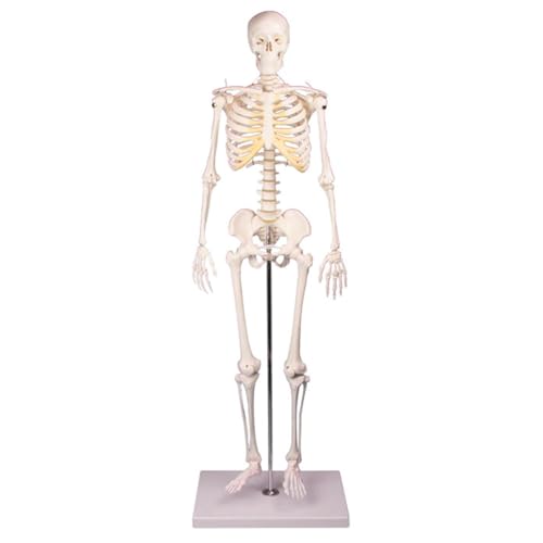 Mini-Skelett inkl. Stativ, 80 cm Mini-Skelett inkl. Stativ, 80 cm von Sport-Tec
