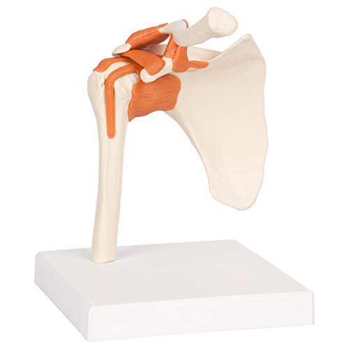 Schultergelenk 17x17x23 cm, Anatomie Modelle, Anatomische Lehrmittel, Medizin Schultergelenk 17x17x23 cm, Anatomie Modelle, Anatomische Lehrmittel, Medizin von Sport-Tec