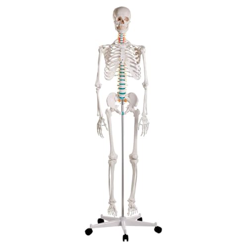 Skelett Standard inkl. Stativ – 178 cm, anatomisch genaues Knochenmodell für medizinische Ausbildung, Therapie & Praxis Skelett Standard inkl. Stativ – 178 cm, anatomisch genaues Knochenmodell für medizinische Ausbildung, Therapie & Praxis von Sport-Tec