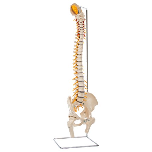 Wirbelsäule inkl. Stativ, Anatomie Modell, anatomisches Lehrmittel, 80 cm von Sport-Tec