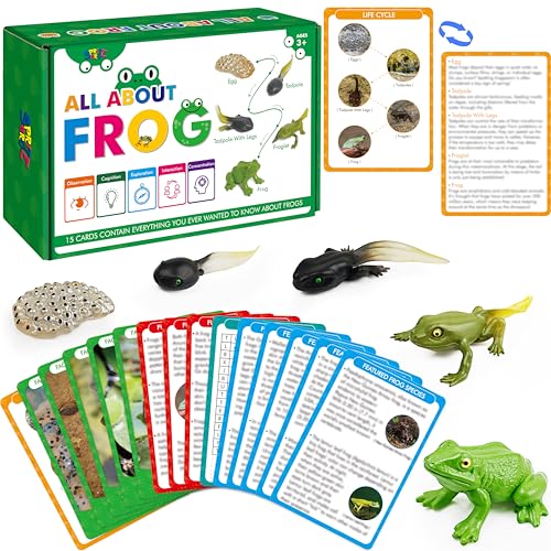 15 Frosch-Lebenszyklus Lernkarten mit 5 Kunststofffiguren, Frosch-Einführungskarten, Plastik-Insekten, Kaulquappe bis Frosch Set Spielzeug für Kinder, Erwachsene, Tierliebhaber 15 Frosch-Lebenszyklus Lernkarten mit 5 Kunststofffiguren, Frosch-Einführungskarten, Plastik-Insekten, Kaulquappe bis Frosch Set Spielzeug für Kinder, Erwachsene, Tierliebhaber von SpriteGru