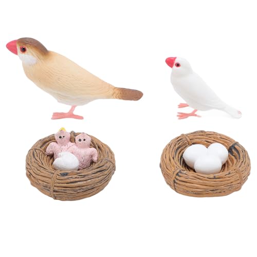 4 PCs Finch Bird Life Cycle Figuren für Kinder PVC Realistische Bildungswachstumszyklusspielzeug für Bildung Tier 4 PCs Finch Bird Life Cycle Figuren für Kinder PVC Realistische Bildungswachstumszyklusspielzeug für Bildung Tier von Srliya