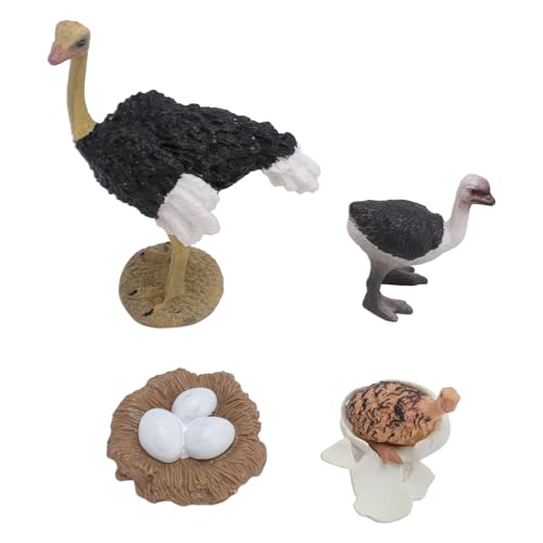 Strauß Lebenszyklus -Figur PVC Realistische Strauße Figur Spielzeugstierwachstumszyklus für Kinder Strauß Lebenszyklus -Figur PVC Realistische Strauße Figur Spielzeugstierwachstumszyklus für Kinder von Srliya