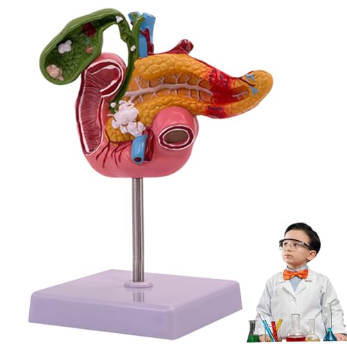 Ssguopte Modell des Verdauungssystems, Bildungs- und Lernen von Kindern Anatomie Spielzeug Medizinisches Verdauungssystem Anatomische Lehrmodelle für Kinder von Ssguopte