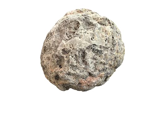 Coconut Geode Mexiko geschlossen zum selber aufbrechen | Glücksgeode | Break your own | 44 Millionen Jahre alt (70 mm) von Steinfixx