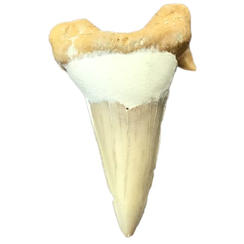 Steinfixx® exclusiver versteinerter XL Urzeit Haifischzahn | Fossilien I Top Qualität I unbehandelt I naturbelassen (1) von Steinfixx