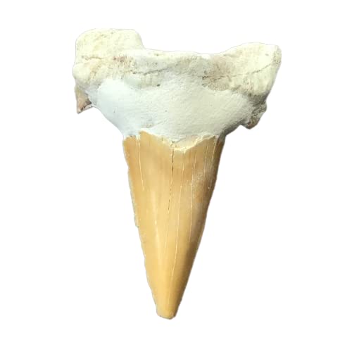 Steinfixx® exclusiver versteinerter XL Urzeit Haifischzahn | Fossilien I Top Qualität I unbehandelt I naturbelassen (2) von Steinfixx