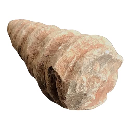 Steinfixx Turmschnecke I versteinert I Schnecke I Fossil I 3 cm (3) von Steinfixx