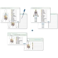 Ich kenne meinen Körper - Organe / Skelett / Verdauung- 3 Tafeln im Set mit Stift von Sternchenverlag