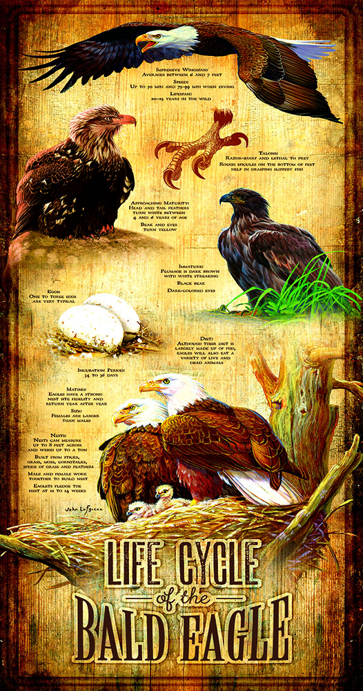 SunsOut XXL Teile - Life Cycle of the Bald Eagle 500 Teile Puzzle Sunsout-66406 von SunsOut