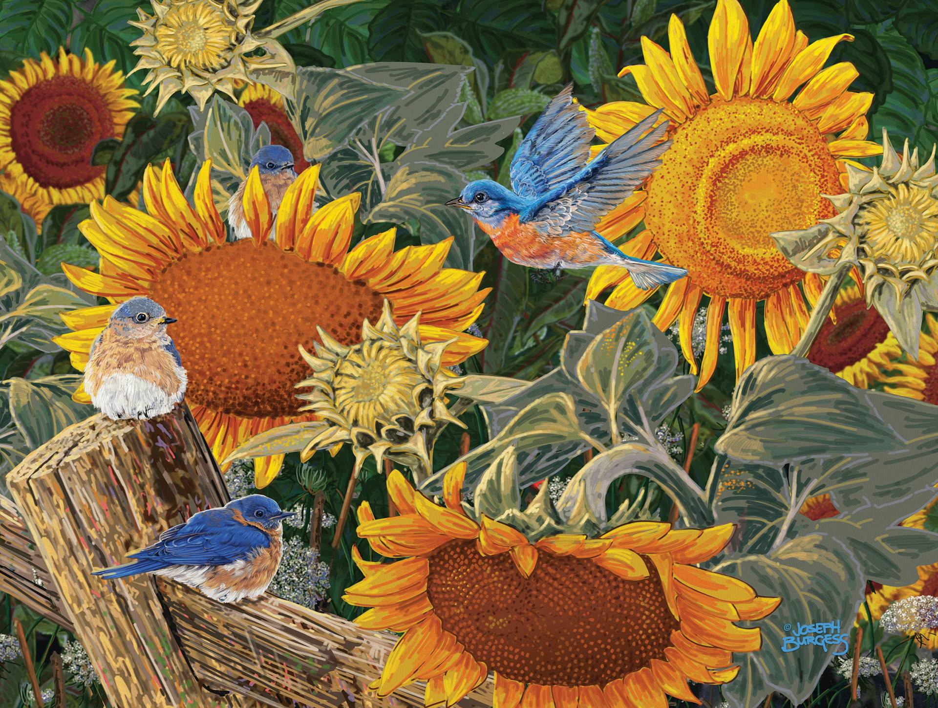 SunsOut XXL Teile - Sonnenblumenbeet 300 Teile Puzzle Sunsout-38949 SunsOut XXL Teile - Sonnenblumenbeet 300 Teile Puzzle Sunsout-38949 von SunsOut
