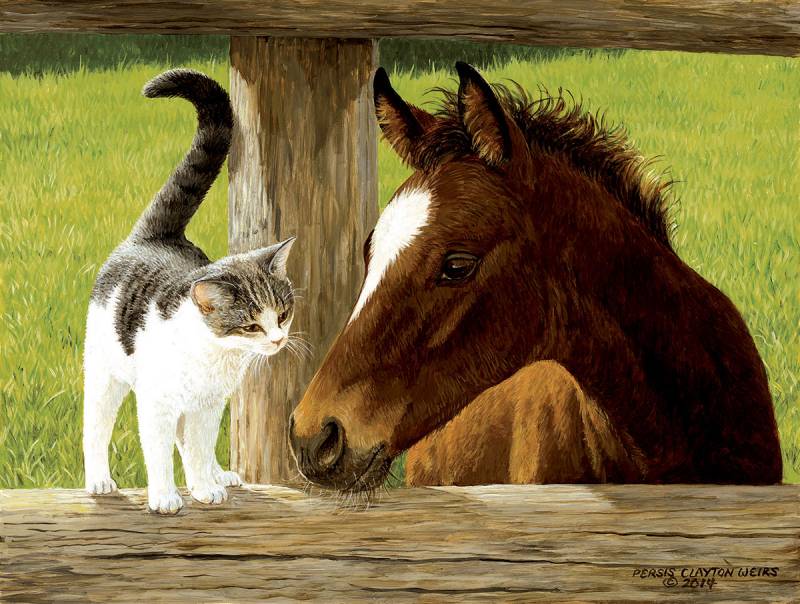 SunsOut XXL Teile - Whiskery Hello 500 Teile Puzzle Sunsout-51528 von SunsOut