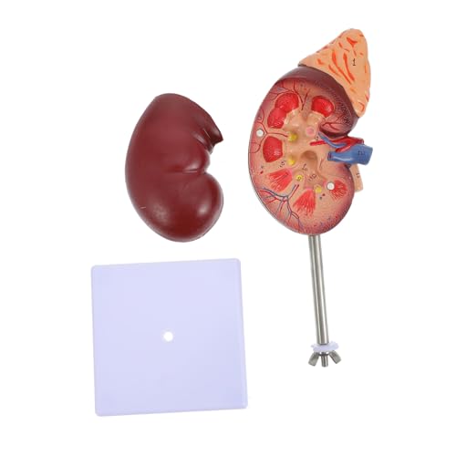 SUPVOX Anatomisches Lehrmittel zur Medizinischen Ausbildung Abnehmbar Teile für und Hochschulen aus Hochwertigem Sicherem Basis zur Einfachen Demonstration SUPVOX Anatomisches Lehrmittel zur Medizinischen Ausbildung Abnehmbar Teile für und Hochschulen aus Hochwertigem Sicherem Basis zur Einfachen Demonstration von Supvox