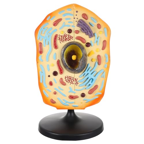 SUPVOX Animal Cell Model Lehrmodell Realistisches Modell für Schulunterricht Anschauliches Tierzellmodell für Biologie Lernen und Lehrmittel für Labor und Studium von Supvox
