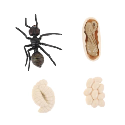 SUPVOX Ant Wachstum Modell Pädagogisches Ameisen Lebenszyklus Simulation Figur für Naturwissenschaft Lernen Dekoration Robust Geruchsfrei Sicher SUPVOX Ant Wachstum Modell Pädagogisches Ameisen Lebenszyklus Simulation Figur für Naturwissenschaft Lernen Dekoration Robust Geruchsfrei Sicher von Supvox