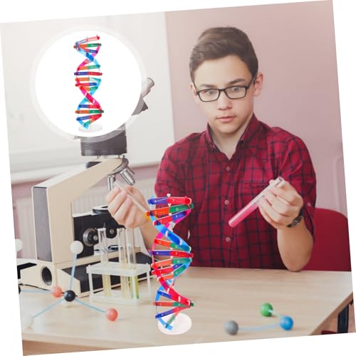 SUPVOX DNA Modell Doppelhelix Lernspielzeug zum Selbstbauen Pädagogisches Human DNA Lernmodell für Schüler Anschauliches Wissenschafts Modell für Biologieunterricht und Experimente von Supvox