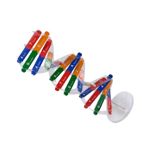 SUPVOX DNA Modell Doppelhelix Wissenschaftliches Lernspielzeug für Ab Jahren DIY Set als Pädagogisches Klassenzimmer lehrmittel Interaktives Naturwissenschaftliches Zufällige Farbe von Supvox