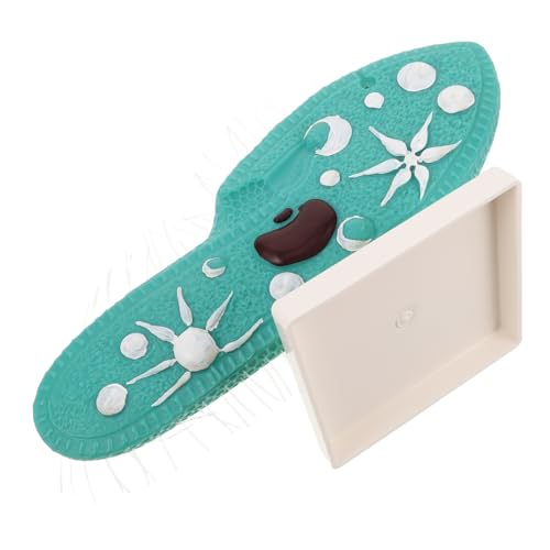 SUPVOX Paramecium Modell mit Ständer Authentisches Biologisches Lehrmodell Realistische Struktur für Mittlere Schule Installieren für Naturwissenschaftlichen Unterricht und Laborversuche von Supvox