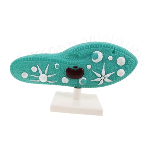 SUPVOX Paramecium Strukturmodell mit Verstellbarem Ständer Realistisches Mikroskopisches Lebewesen Biologisches Lehrmittel für Mittelschulbiologie Wissenschaftsexperimente und von Supvox