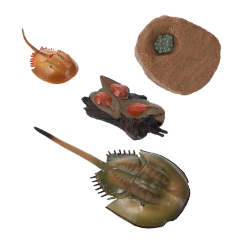 SUPVOX Simulation Wachstumszyklus Modell Lebenszyklus Lernspielzeug für Realistische Pfeilschwanzkrebs Figur Wissenschaftliches Beobachtungsmodell Pädagogisches Insekten Lehrmittel für von Supvox