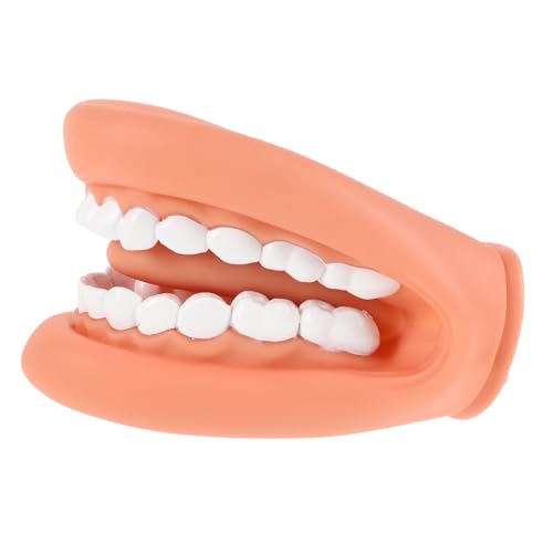 SUPVOX Standard Zahnmodell für Lebensechte Handpuppe mit Hautfarbe Lehrmodell zur Zahnstruktur und Mundgesundheit für Kindergarten und Schulunterricht von Supvox