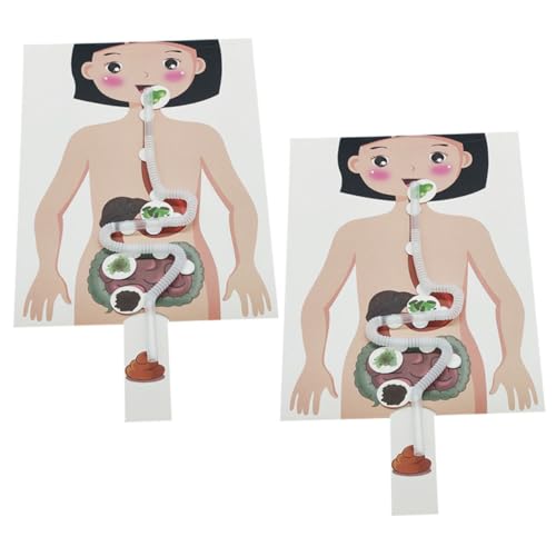 Supvox 2 Sätze Modell des Verdauungssystems Kinderspielzeug für für Verdauungssysteme für Stamm Anatomie -Kit Papier Supvox 2 Sätze Modell des Verdauungssystems Kinderspielzeug für für Verdauungssysteme für Stamm Anatomie -Kit Papier von Supvox