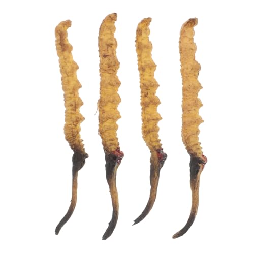 Supvox 4 Stück Cordyceps -Modell medizinische Spielzeugartikel Arzt Rollenspiel Requisiten Arztkoffer Arztzubehör Modell der chinesischen Medizin Plastik Supvox 4 Stück Cordyceps -Modell medizinische Spielzeugartikel Arzt Rollenspiel Requisiten Arztkoffer Arztzubehör Modell der chinesischen Medizin Plastik von Supvox