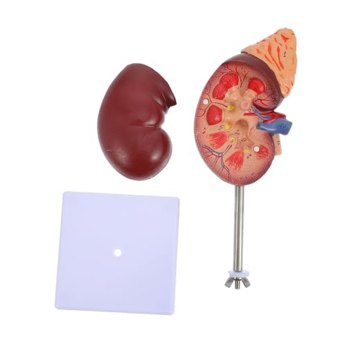 Supvox Abnehmbares Teile Modell Für Biologieunterricht Für Anatomische Studien Und Patientenschulungen Aus Hochwertigem Langlebigem Mit Halterung Supvox Abnehmbares Teile Modell Für Biologieunterricht Für Anatomische Studien Und Patientenschulungen Aus Hochwertigem Langlebigem Mit Halterung von Supvox