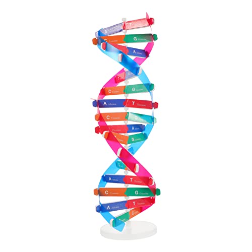 Supvox DNA Modellbausatz Für Unterricht Wissenschaftsspielzeugkit Zur Kinderfreundlichen Montage Und Lehrreichen Experimente Im Biologieunterricht Pädagogisches Lernspielzeug von Supvox