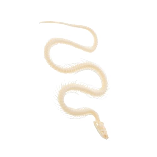 Supvox Exemplar Eines Schlangenskeletts Tierisches Skelett Echtes Exemplar Schlangenskelett Halloween Skelett Schlange Exemplare Skeletttiere Beige Knochen von Supvox