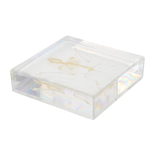 Supvox Echte Fledermaus-Skelett-Dekoration Handgefertigtes Tier-Skelett für Wissenschaft Bildung Halloween-Party und Einzigartige Wohnraumdekoration Supvox Echte Fledermaus-Skelett-Dekoration Handgefertigtes Tier-Skelett für Wissenschaft Bildung Halloween-Party und Einzigartige Wohnraumdekoration von Supvox