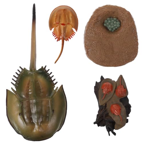 Supvox Horseshoe Crab Wachstumszyklus Modell Lernspielzeug Lebenszyklus Figur Lernhilfe Frühe Bildung für Naturschutz von Supvox